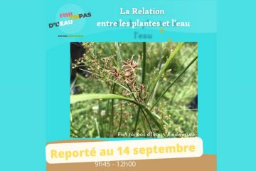 La relation entre les plantes et l'eau